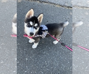 Siberian Husky Puppy for sale in PHILA, PA, USA