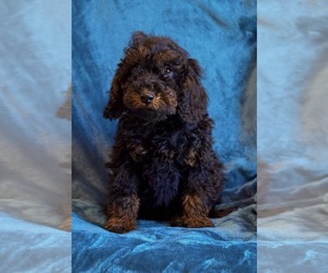 Poodle (Miniature) Puppy for sale in LAKE CITY, TN, USA