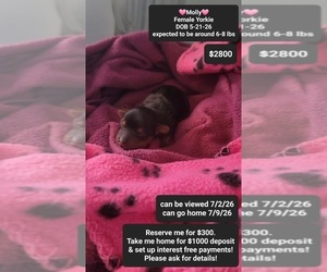 Yorkshire Terrier Puppy for sale in TUCSON, AZ, USA
