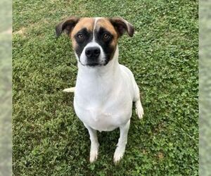 Boxer-Unknown Mix Dogs for adoption in Sistersville, WV, USA