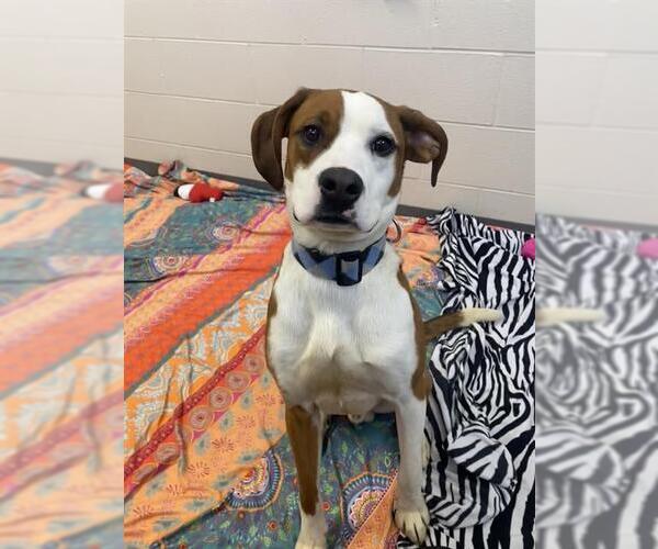 Medium Photo #1 Bernese Mountain Dog-Boxer Mix Puppy For Sale in Fort Wayne, IN, USA