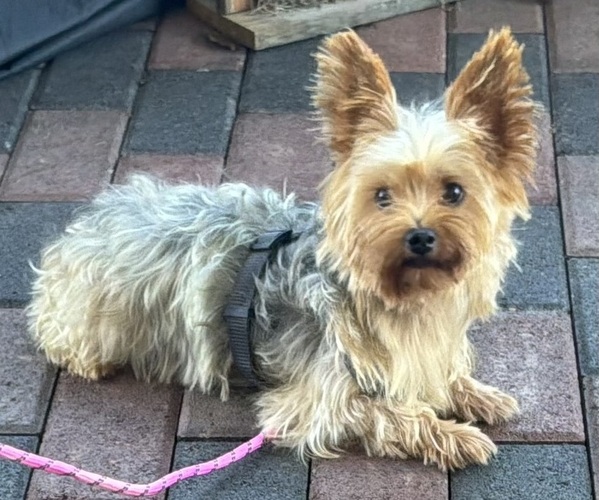 Medium Photo #7 Yorkshire Terrier Puppy For Sale in MANSFIELD, MO, USA