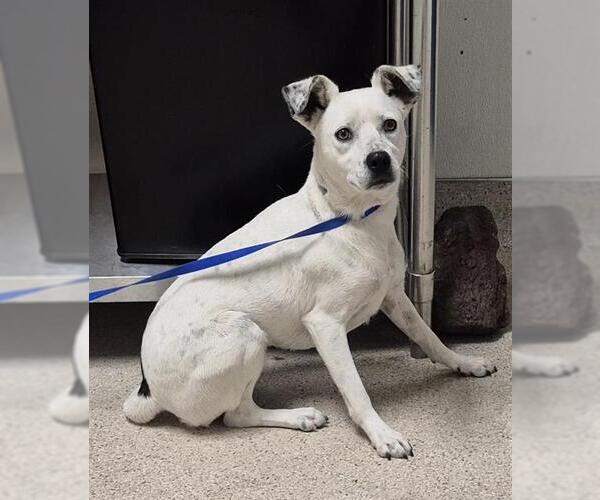 Medium Photo #1 Mutt Puppy For Sale in Bakersfield, CA, USA