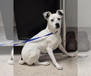 Mutt Dogs for adoption in Bakersfield, CA, USA