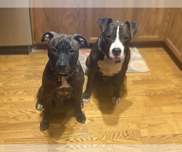 Medium Photo #4 American Pit Bull Terrier-American Staffordshire Terrier Mix Puppy For Sale in Princeton, MN, USA