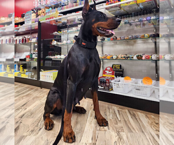 Medium Photo #17 Doberman Pinscher Puppy For Sale in FORT LAUDERDALE, FL, USA