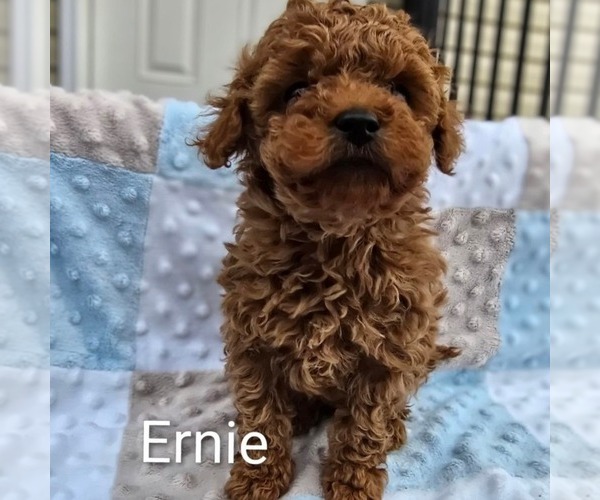 Medium Photo #2 Poodle (Toy) Puppy For Sale in CHARLOTTE HALL, MD, USA