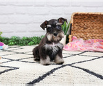 Small #4 Schnauzer (Miniature)