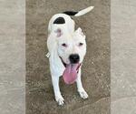 Small #1 Mutt