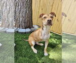 Small #2 Feist Terrier Mix