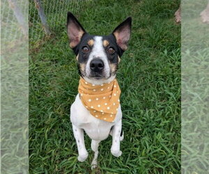 Jack Russell Terrier-Unknown Mix Dogs for adoption in Lakewood, CO, USA
