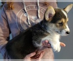 Small #2 Pembroke Welsh Corgi