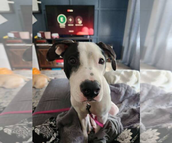 Medium Photo #2 Mutt Puppy For Sale in Catasauqua, PA, USA