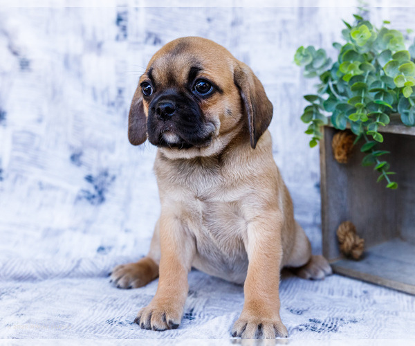 Medium Photo #6 Puggle Puppy For Sale in WAKARUSA, IN, USA