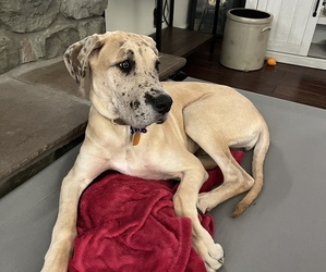 Great Dane Puppy for sale in LANCASTER, PA, USA