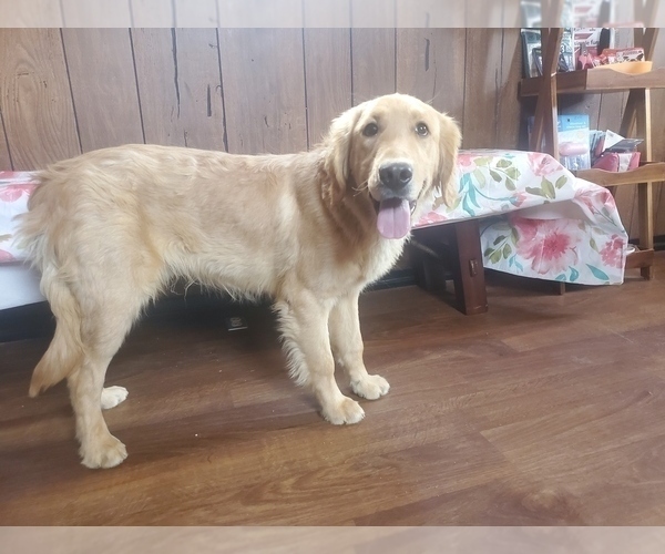 Medium Photo #8 Golden Retriever Puppy For Sale in FALCON, CO, USA