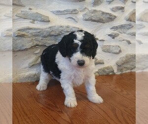 Bernedoodle (Miniature) Puppy for Sale in NEW HOLLAND, Pennsylvania USA