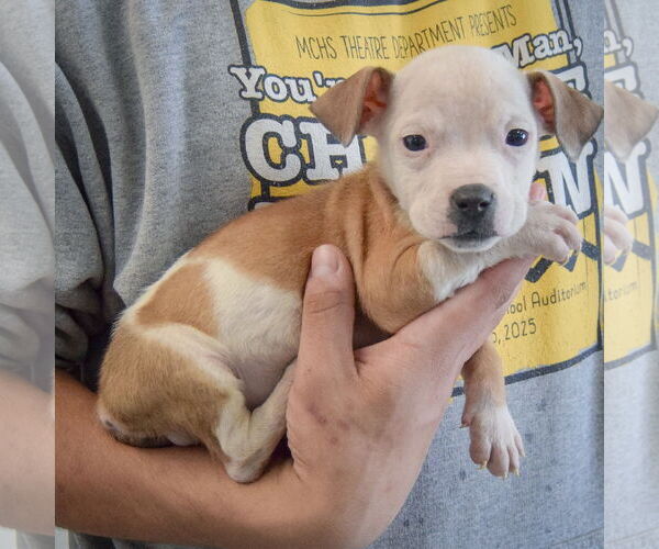 Medium Photo #4 American Staffordshire Terrier-Boxer Mix Puppy For Sale in Huntley, IL, USA