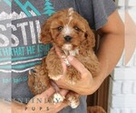 Small #3 Cavapoo (Miniature)