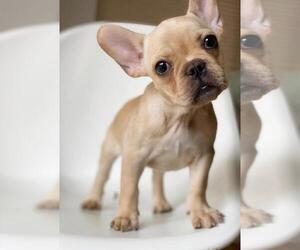 French Bulldog Puppy for sale in VERO BEACH, FL, USA