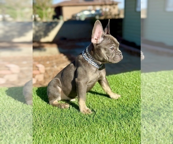 Medium Photo #1 French Bulldog Puppy For Sale in CORPUS CHRISTI, TX, USA