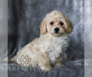 Bichpoo Puppy for sale in GORDONVILLE, PA, USA