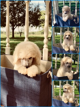 Medium Photo #1 Poodle (Standard) Puppy For Sale in DAYTON, TX, USA