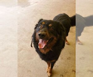 Apollo - Male Bernese Mountain Dog-Collie Mix Dog for Adoption - Photo #9