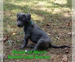 Small Photo #3 American Pit Bull Terrier Puppy For Sale in DELAWARE, OH, USA