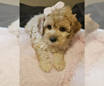 Image preview for Ad Listing. Nickname: Cockapoo Puppy