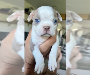 Boston Terrier Puppy for sale in CHESTERTON, IN, USA