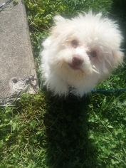 -Poodle (Toy) Mix Puppy for sale in LEBANON, OH, USA