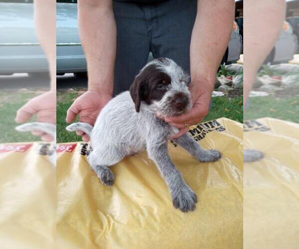 Medium Photo #4 German Wirehaired Pointer Puppy For Sale in ISANTI, MN, USA