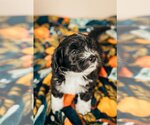 Small Photo #3 Dachshund Puppy For Sale in Crystal , MN, USA