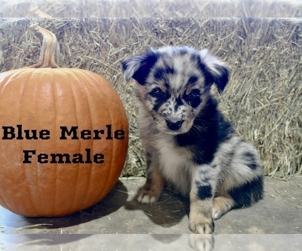Medium Photo #34 Australian Shepherd Puppy For Sale in CLARKSVILLE, TX, USA