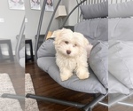 Small Photo #1 Havanese Puppy For Sale in DURHAM, CT, USA