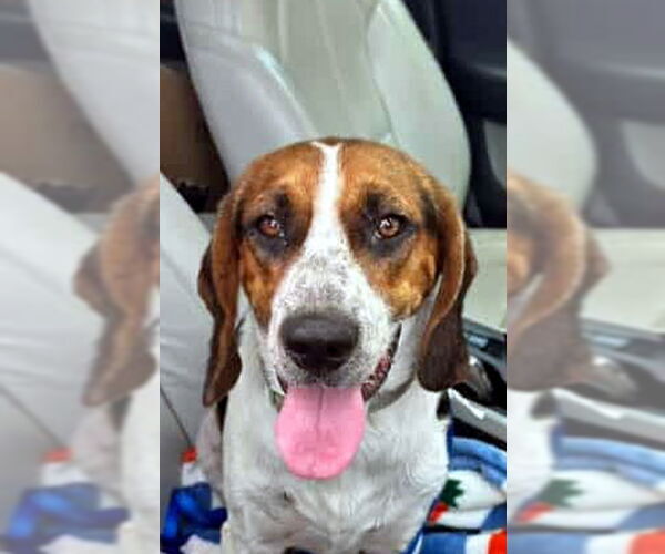 Medium Photo #1 Bagle Hound Puppy For Sale in Deepwater, NJ, USA