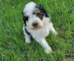 Small #8 Miniature Bernedoodle