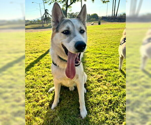 Medium Photo #15 Siberian Husky-Unknown Mix Puppy For Sale in Corona, CA, USA