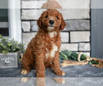 Small Photo #22 Goldendoodle (Miniature) Puppy For Sale in HOLMESVILLE, OH, USA