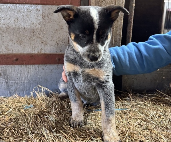 Medium Photo #4 Australian Cattle Dog Puppy For Sale in MIDDLEBORO, MA, USA