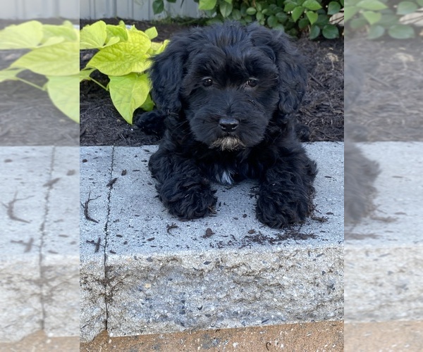 Medium Photo #1 Lhasa-Poo Puppy For Sale in CANOGA, NY, USA