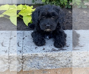 Lhasa-Poo Puppy for sale in CANOGA, NY, USA
