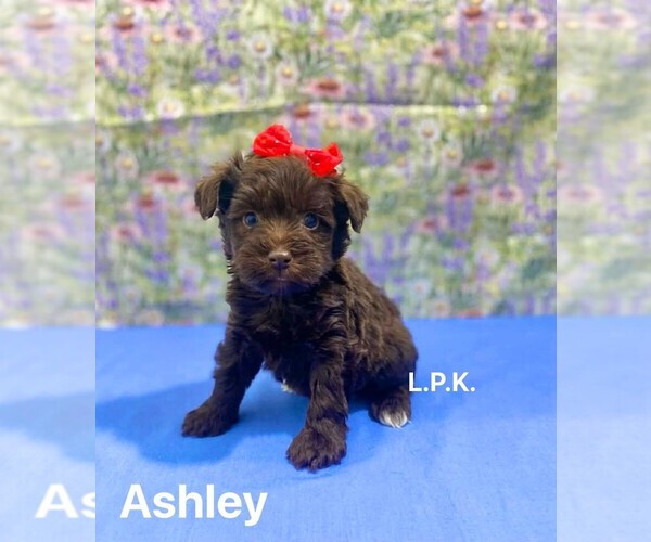 Medium Photo #1 Schnauzer (Miniature) Puppy For Sale in WINNSBORO, LA, USA