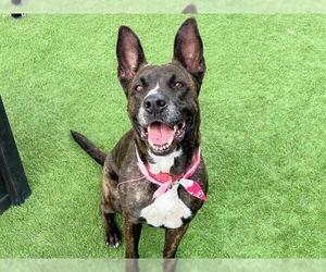 Holland Shepherd-Unknown Mix Dogs for adoption in Orange, CA, USA