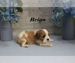 Small #6 Cavalier King Charles Spaniel