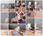 Small #8 American Staffordshire Terrier-Olde English Bulldogge Mix