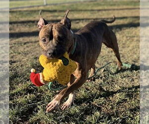 American Staffordshire Terrier-Unknown Mix Dogs for adoption in Louisville, KY, USA