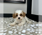 Small #1 Cavapoo