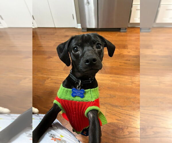 Medium Photo #1 Daug Puppy For Sale in Mundelein, IL, USA